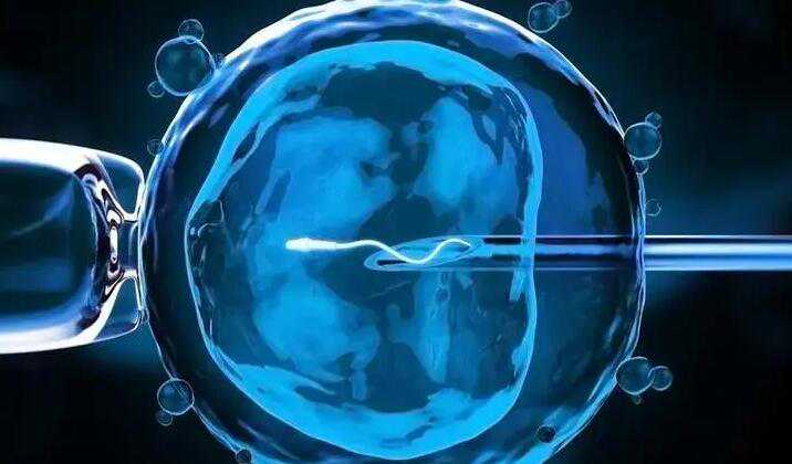 在胚胎可以代孕吗_2021年代孕生孩子费用_上海瑞金医院北院做试管的成功率高不